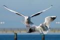 Grundriss...(800x549)